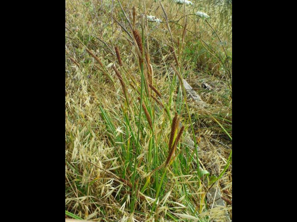 Carex sp.